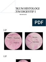 Praktikum Histologi Sistem Digestif I