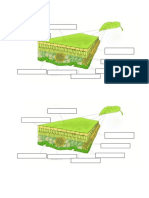 Estructura de Una Hoja