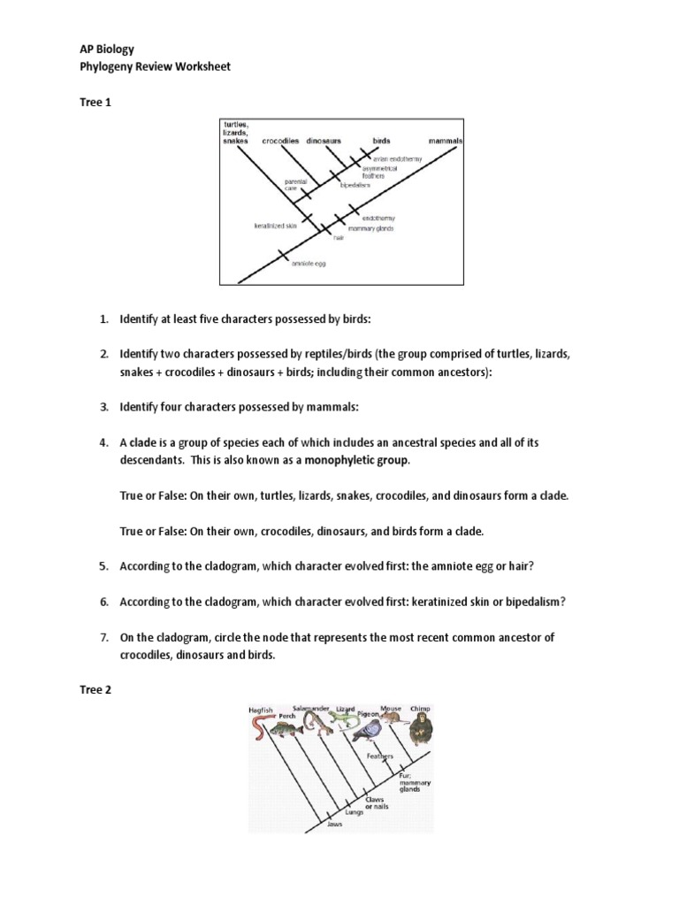 Phylogeny Review Worksheet 2017 | PDF | Phylogenetic Tree | Evolutionary  Biology