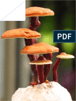 REISHI Ganoderma Lucidum