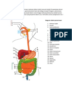 Sistem Pencernaan