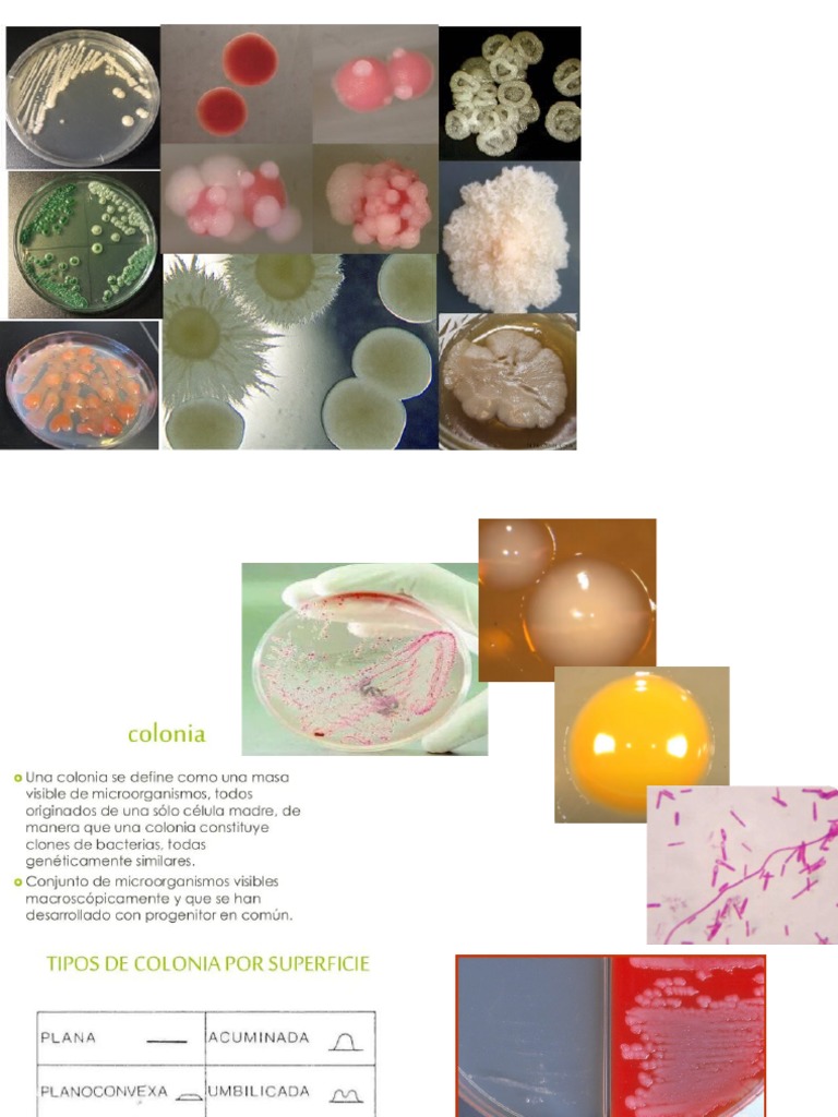 morfologia de colonias PDF