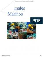Animales Marinos Revista - Paty Estrada 