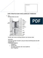 Struktur Dan Jaringan Tumbuhan