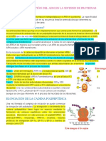 Proceso de Traducción Del Adn en La Sintesis de Proteinas