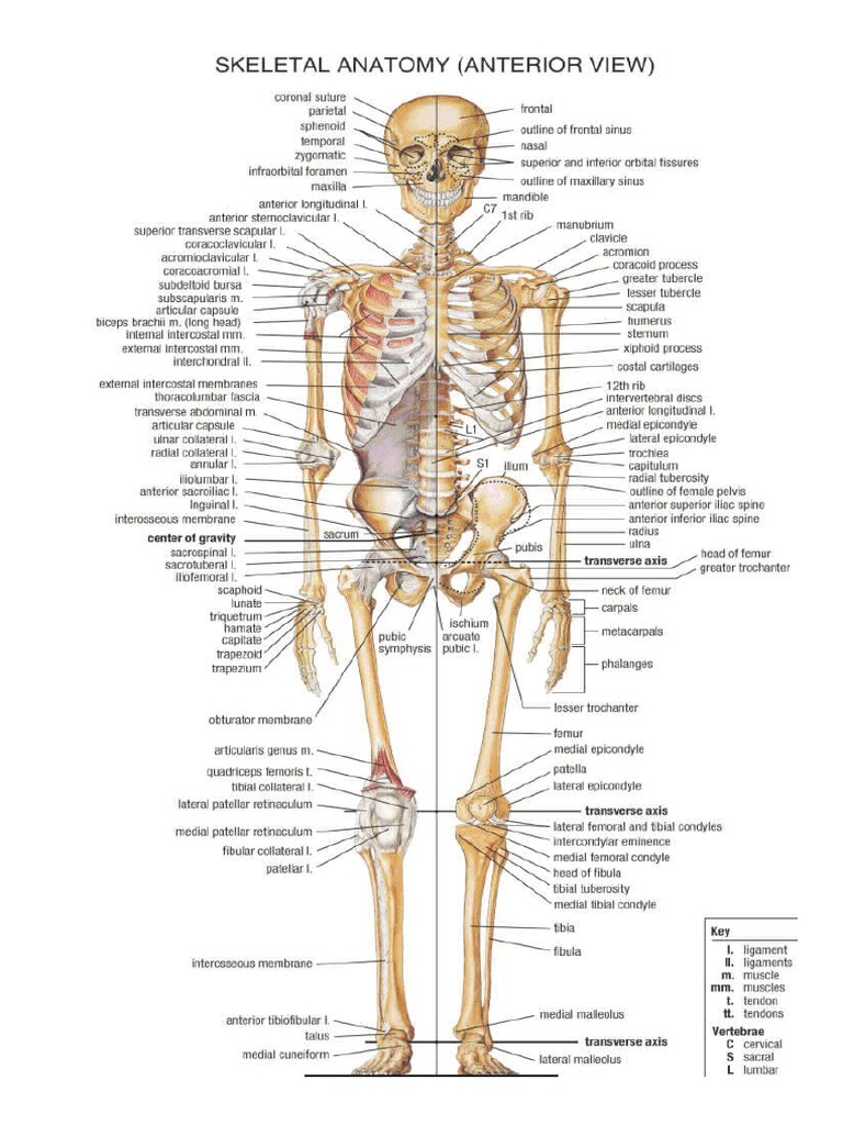 206 Bones | PDF