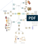 Mapa Mental Proteínas