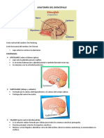 Anatomía Del Diencefalo