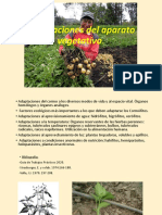 Adaptaciones Del Aparato Vegetativo Botánica Alimentaria 1
