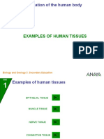 Examples Tissues