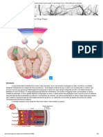 "Processamento Visual" (Parte I) - Por Diego Fleury - Neurociências em Debate