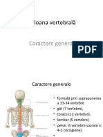 Coloana vertebrala