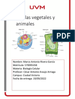 Celulas Vegetales y Animales