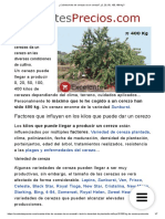 ¿Cuántos Kilos de Cerezas Da Un Cerezo - ¿0, 20, 50, 100, 400 KG