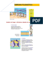 Funções da membrana plasmática