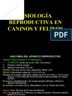 Fisiología Reproductiva en Caninos y Felinos 2008