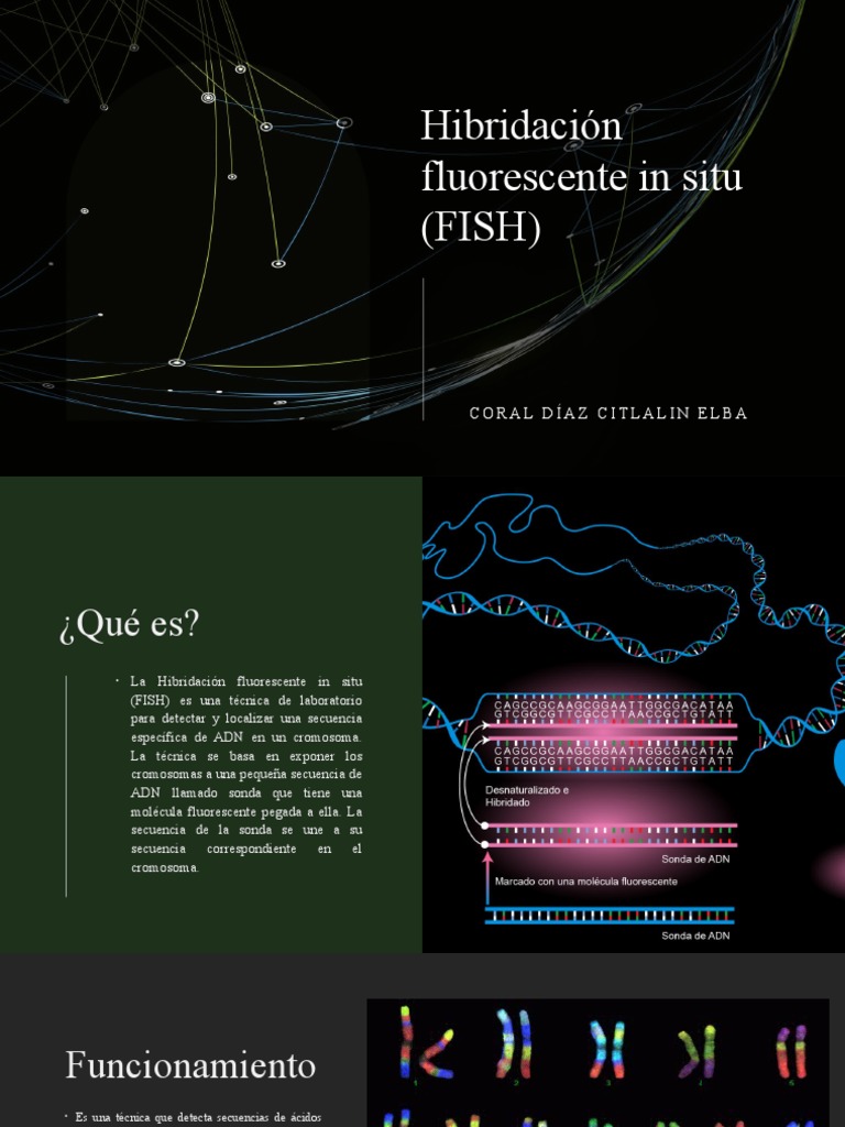 Técnica FISH: Hibridación Fluorescente | PDF | Hibridación de ácido ...