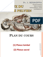 PR Boukoffa Les Plexus Nerveux Du Membre Inférieur 2022