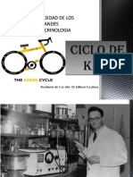 Ciclo de Krebs