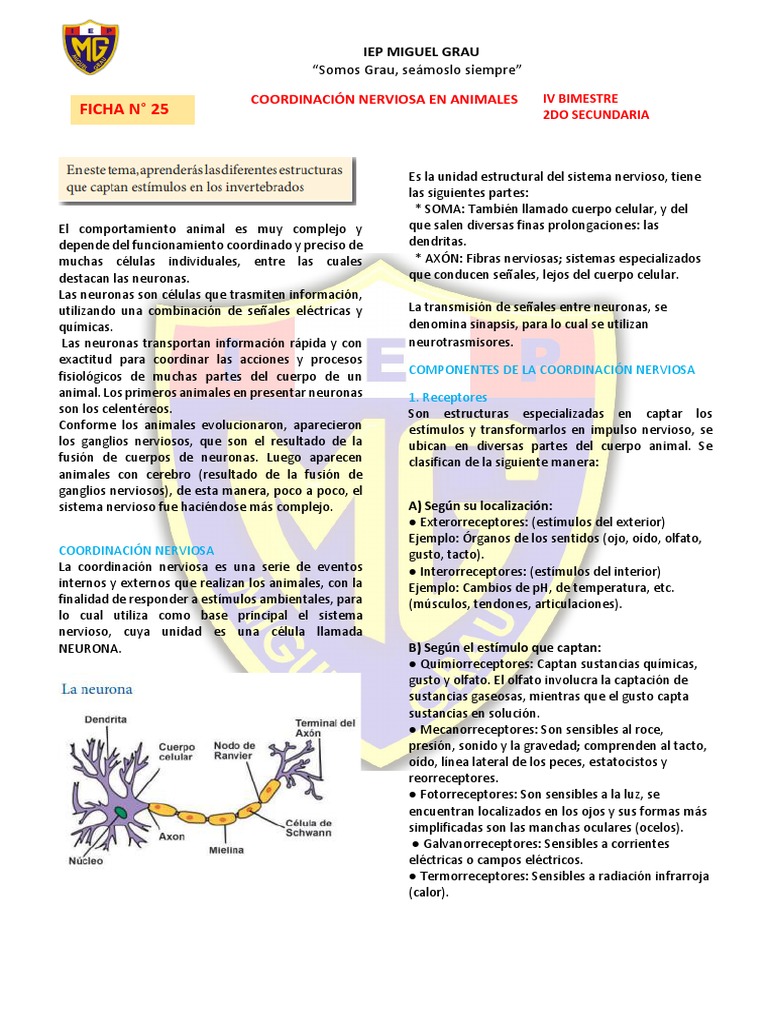 Coordinación Nerviosa en Animales | PDF | Sistema nervioso | Neurona