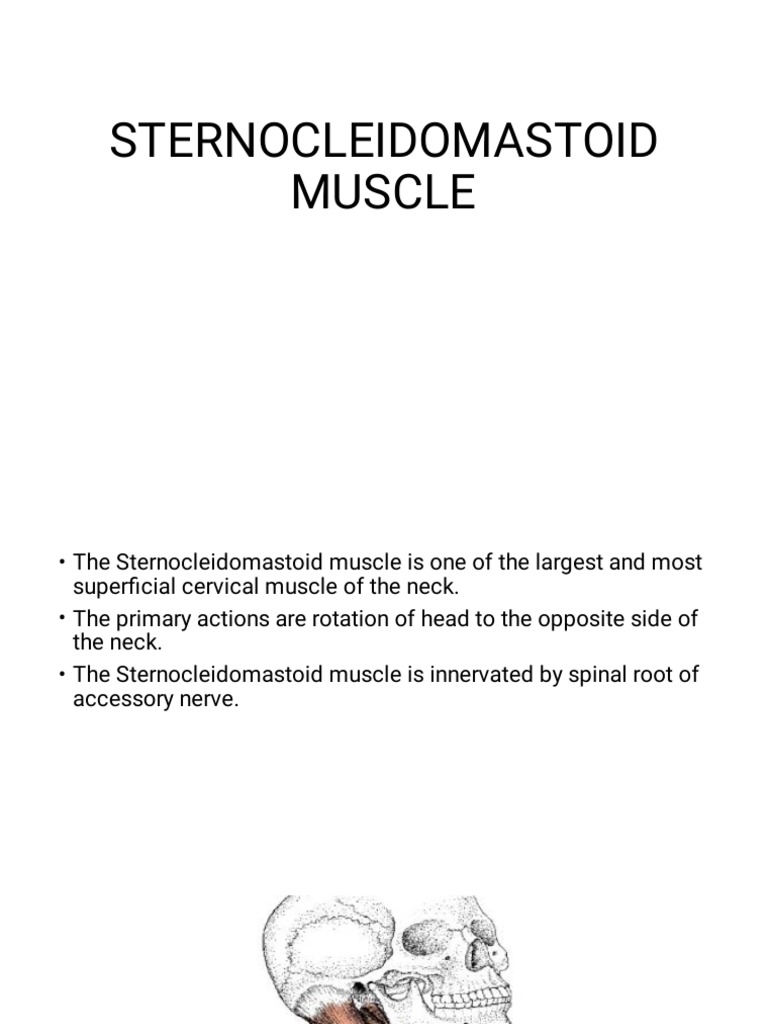 The Intrinsic Back Muscles - Attachments - Actions - TeachMeAnatomy