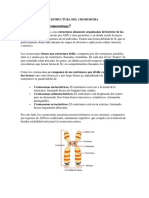 Estructura cromosoma: brazos p, q y tipos metacéntrico, submetacéntrico, acrocéntrico