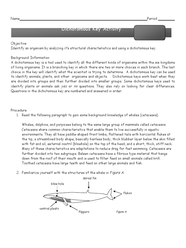 Activity 2 - Dichotomous - Key - Whales2022 | PDF | Cetacea | Whales