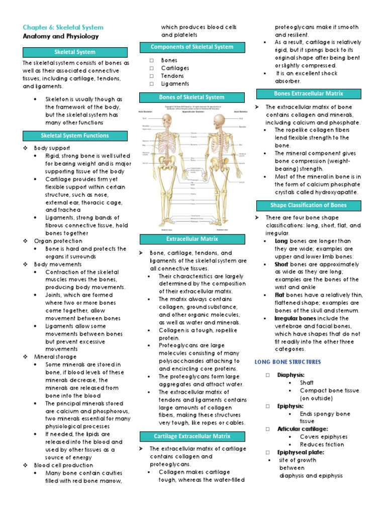 Chapter 6: Skeletal System Overview | PDF | Bone | Anatomical Terms Of ...