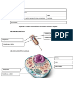 Células procarióticas e eucarióticas