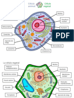 Celulas Animales Vegetales