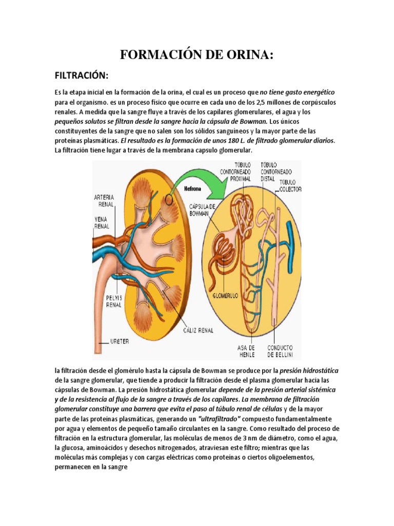 Formación De La Orina Pdf Vejiga Urinaria Riñón