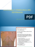 Tema6 Anatomiayfisiologiadelestomago 100703120038 Phpapp02