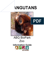 Orangutan Background Information
