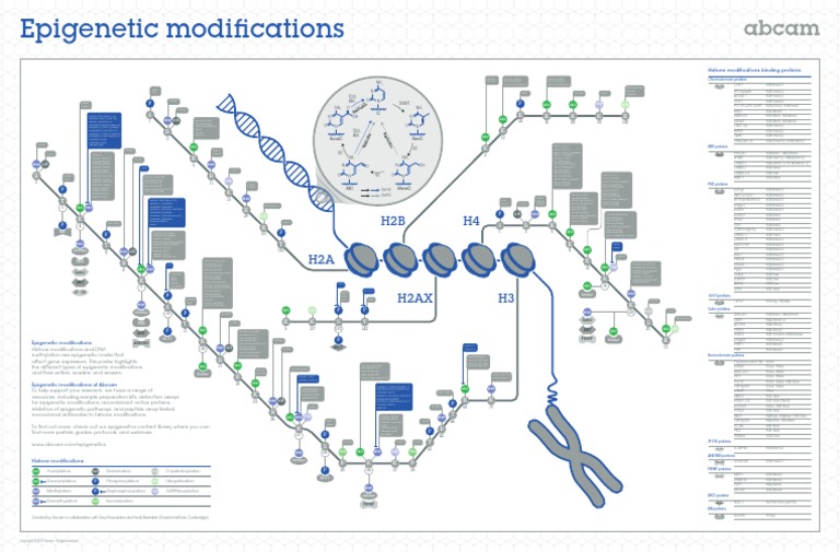 Epigenetic Modifications | PDF | Macromolecules | Proteins