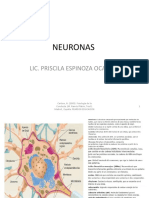 NEURONAS