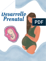 Desarrollo Prenatal