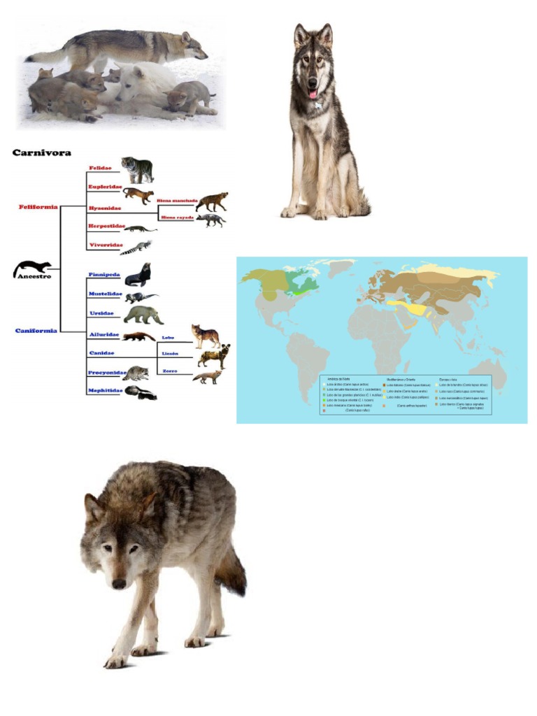 Lobos | PDF