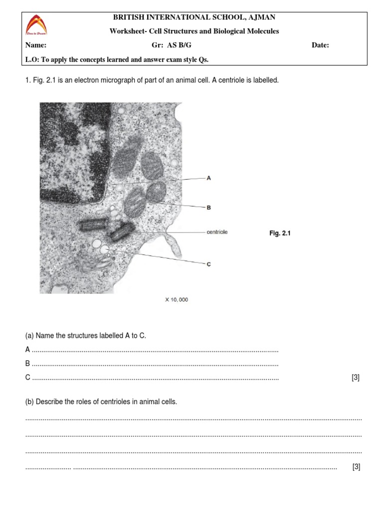 Biomolecules Worksheet PDF Proteins Biomolecules