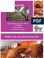 Avicultura: Manejo del gallina de postura