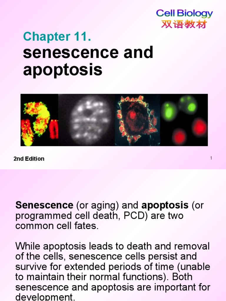 Senescence and Apoptosis Explained | PDF | Apoptosis | Senescence