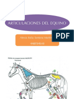 Articulaciones Del Equino