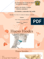 Hueso Hiodes y Musculos Del Cuello