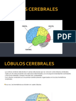 Funciones y daños de los lóbulos cerebrales
