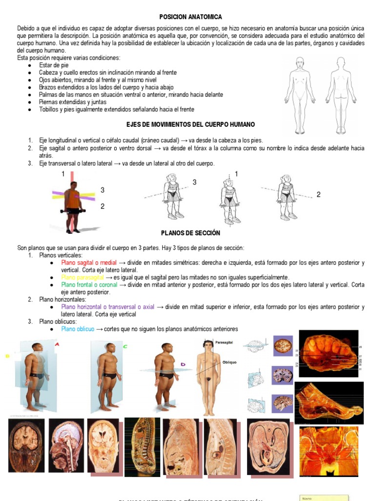 POSICION ANATOMICA Términos anatómicos de ubicación