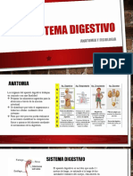 Sistema Digestivo Clase Tercero (1)