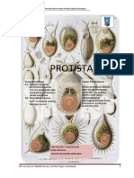 PROTISTA