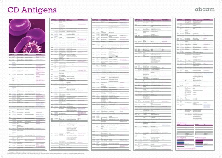 Guide To Human CD Antigens PDF T Cell B Cell