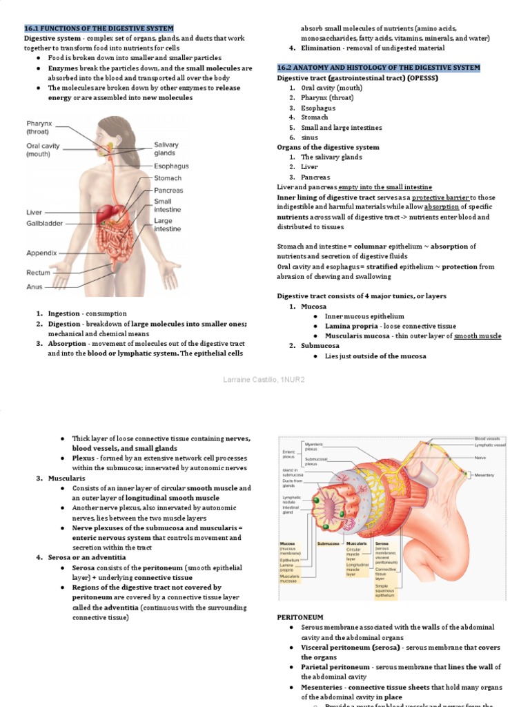 ANAPHY Digestive System Reviewer PDF | PDF
