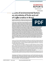 Efects of environmental factors on microbiota of fruits and soil of Coffea arabica in Brazil