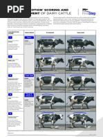 Body Condition Scoring and Other | PDF | Cattle | Anatomical Terms ...
